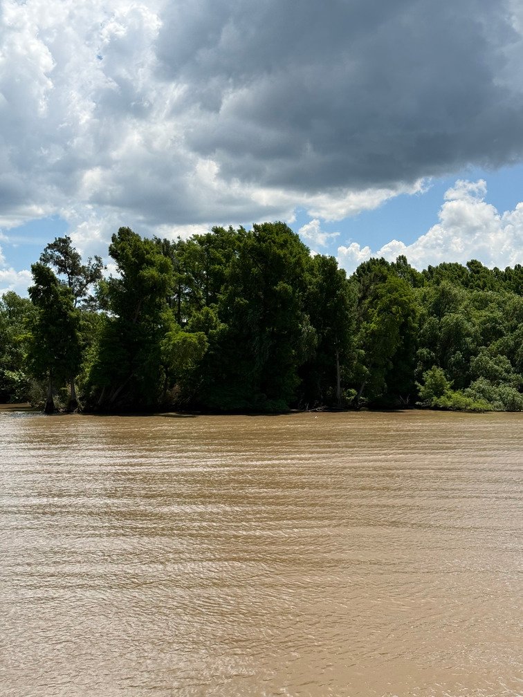 Arboles en el rio delta tigre